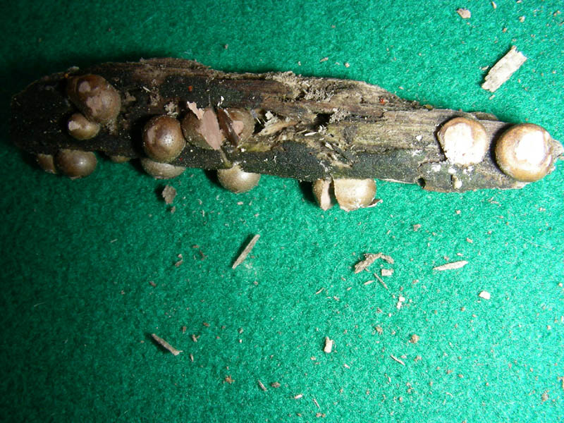 Ritrovamento del 20.04.2010.