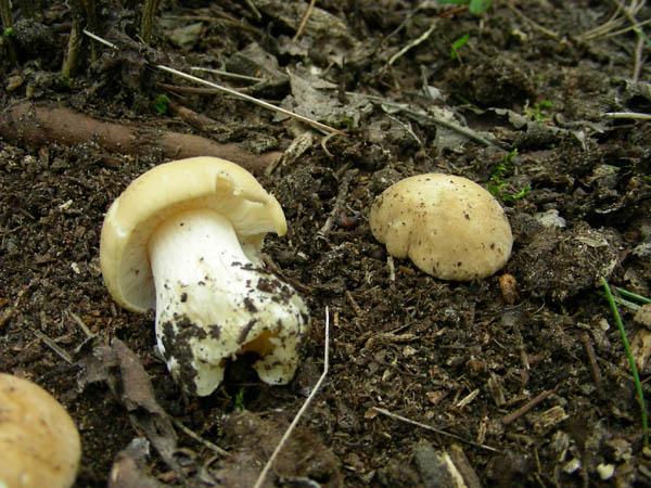 Calocybe gambosa