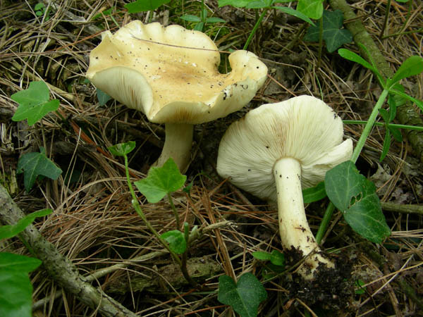 Ritrovamenti del 10.04.09.