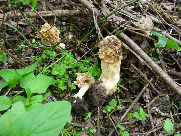 Ritrovamenti del 10.04.09.