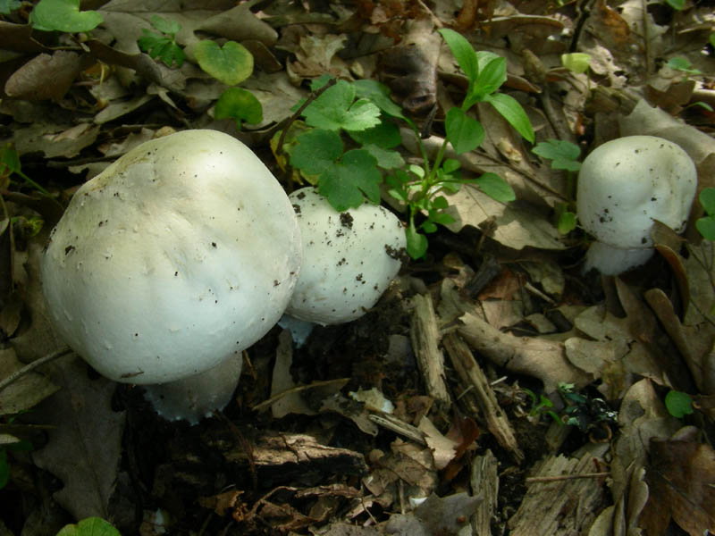 Agaricus fotog.il 27.04.2010.