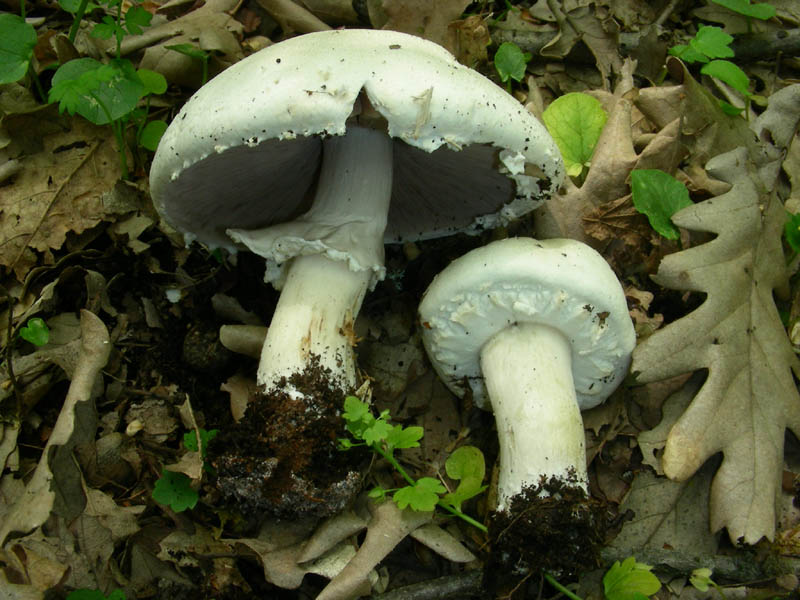 Agaricus fotog.il 27.04.2010.