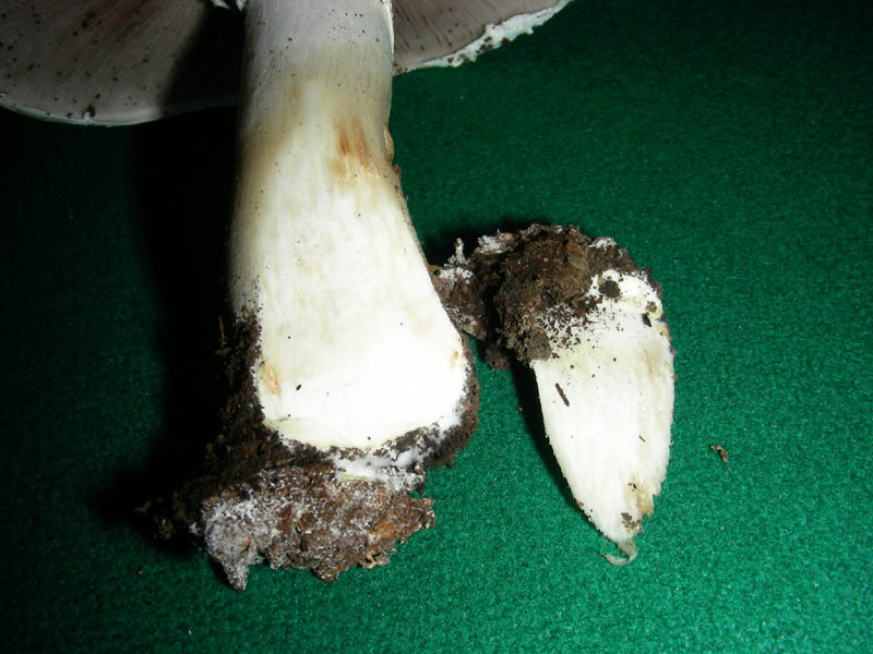 Agaricus fotog.il 27.04.2010.