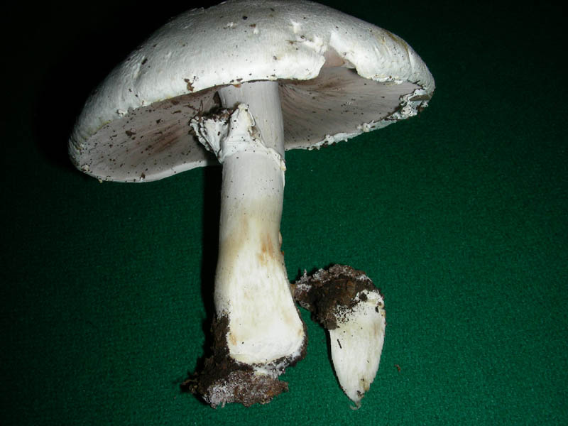 Agaricus fotog.il 27.04.2010.