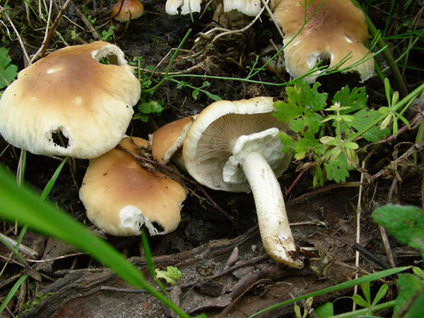 Ritrovamenti del 10.04.09.