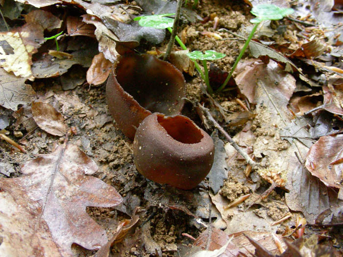 Due funghi da determinare 21.04.09.