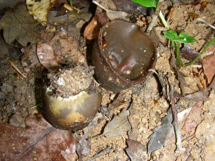 Due funghi da determinare 21.04.09.