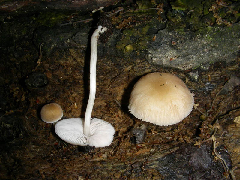 Pluteus fotog.il 04.05.2010.