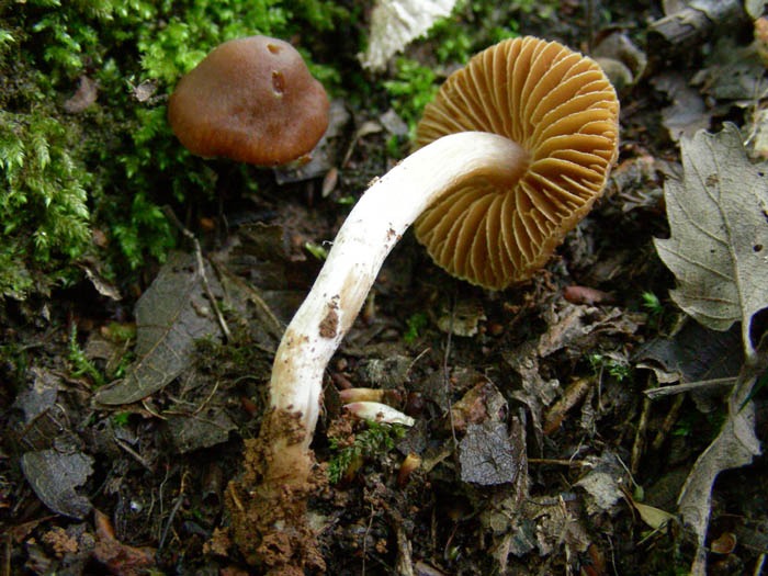 Due funghi da determinare 21.04.09.