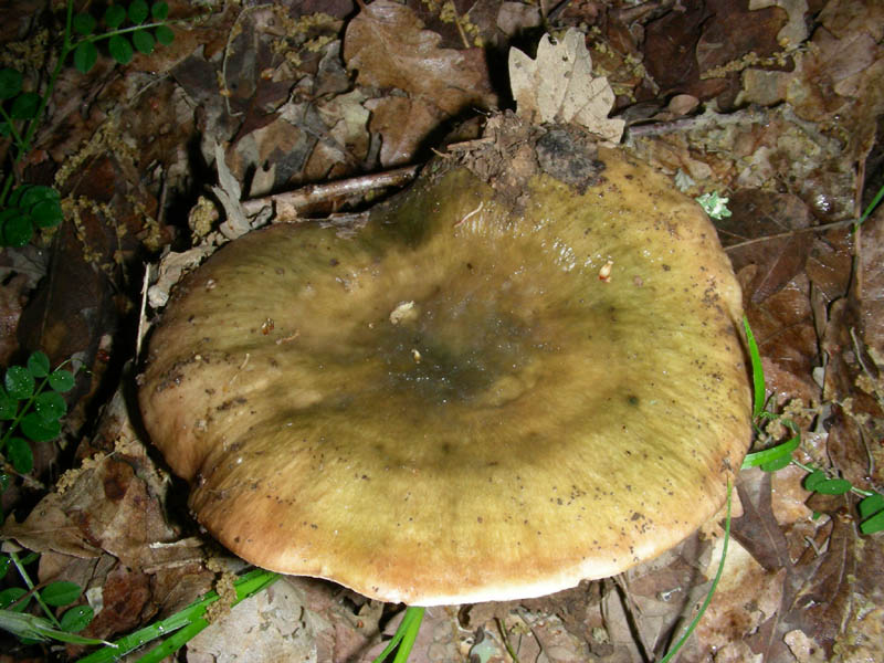 1altra Russula fotog.il 4.05.2010