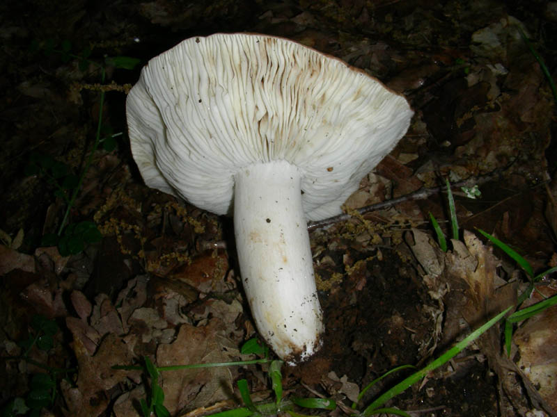 1altra Russula fotog.il 4.05.2010