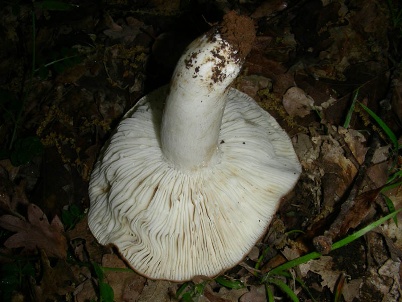 1altra Russula fotog.il 4.05.2010