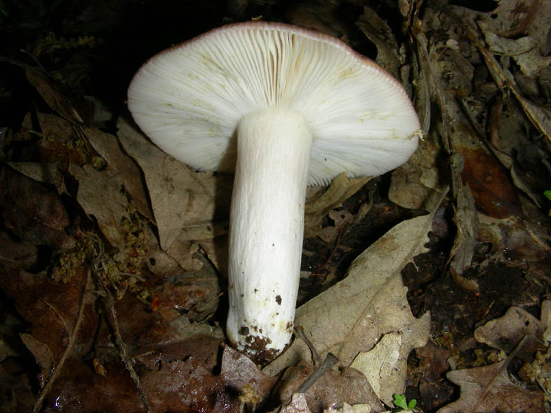 Russula fotog.il 04.05.2010.