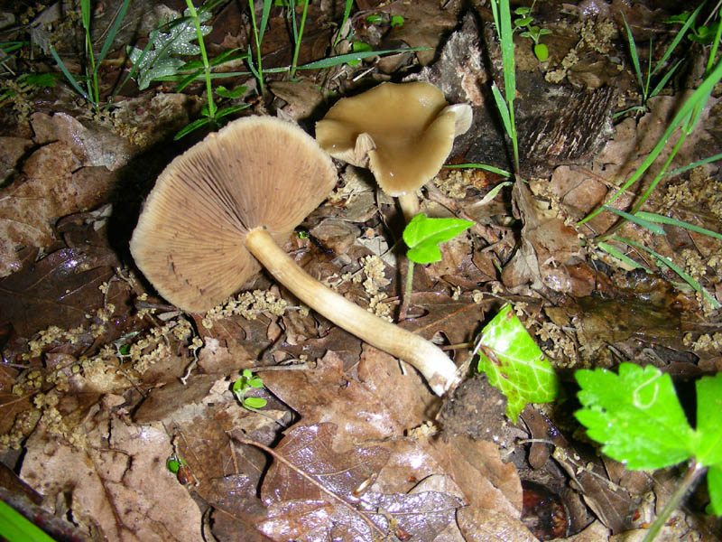Collybia impudica?fotog.il 05.06 2010.