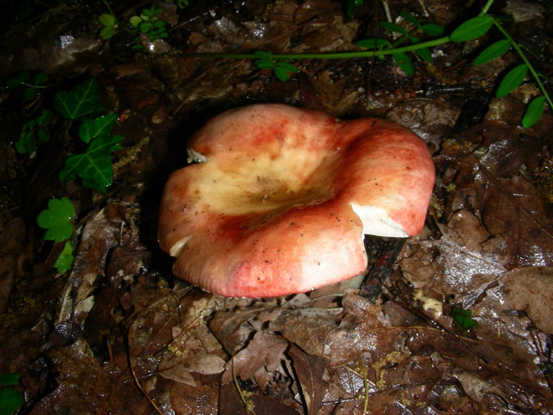 2Russula fotg.il 4.05.2010.bosco di Quercia