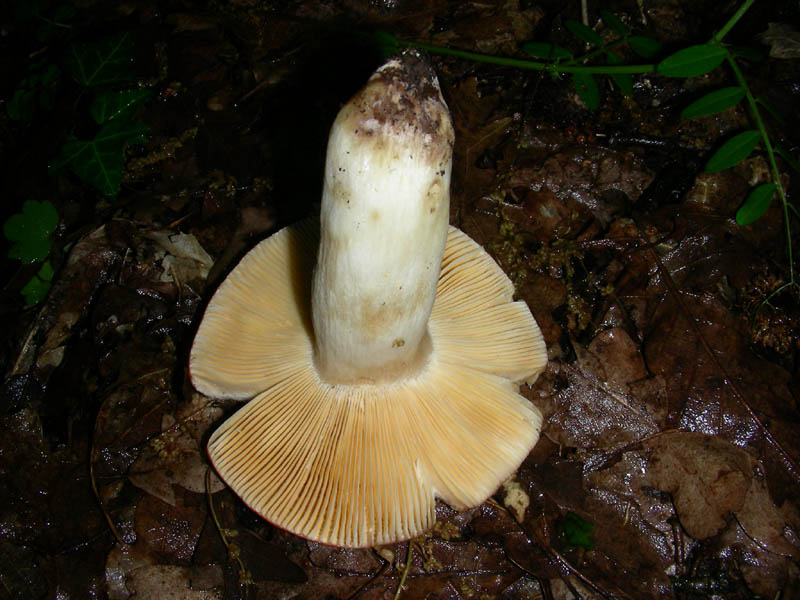 2Russula fotg.il 4.05.2010.bosco di Quercia