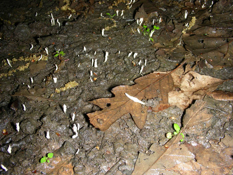 Ritrovamenti del 04.05.2010.