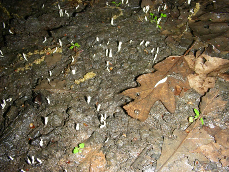 Ritrovamenti del 04.05.2010.