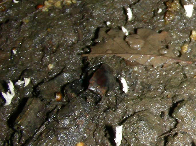 Ritrovamenti del 04.05.2010.