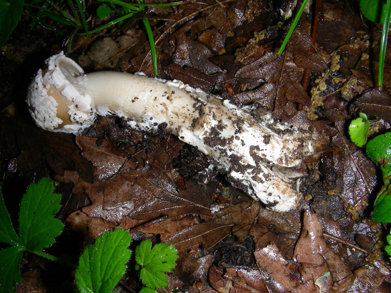 Amanitafotog. il 04.05.10.(in pessime condizioni)