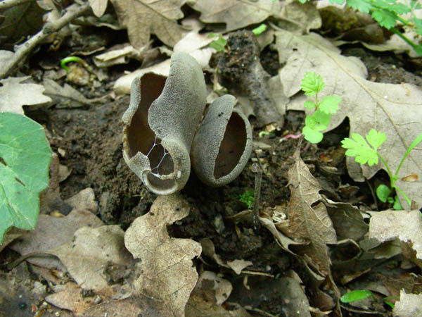 Helvella leucomelaena? fotog. il 24.04.09.