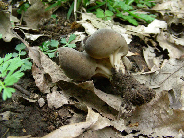 Helvella leucomelaena? fotog. il 24.04.09.