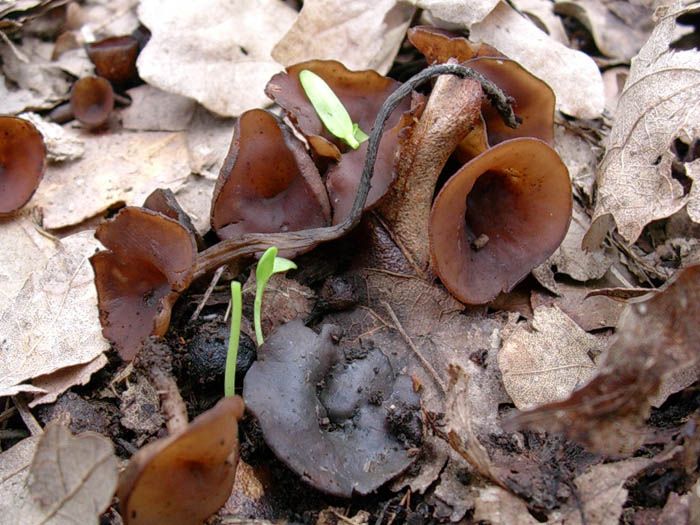 Sclerotinia tuberosa? o sono funghi diversi.