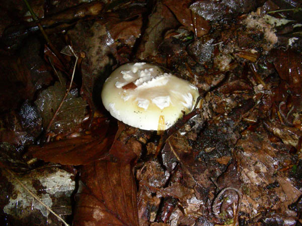 Funghi fotog. il 28.04.09.