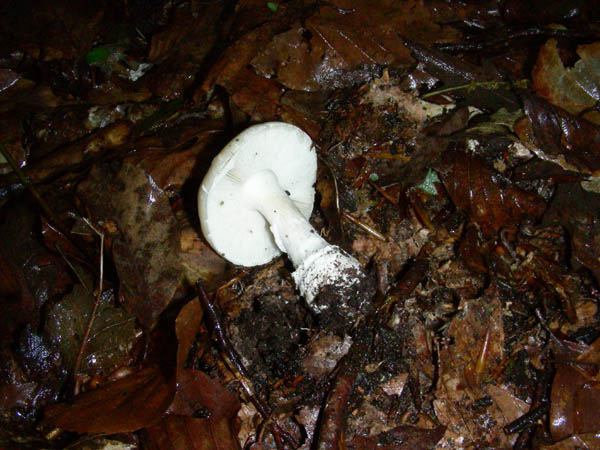 Funghi fotog. il 28.04.09.