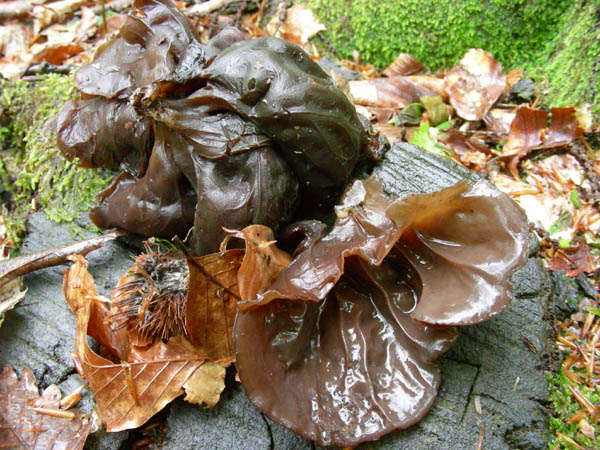 Funghi fotog. il 28.04.09.