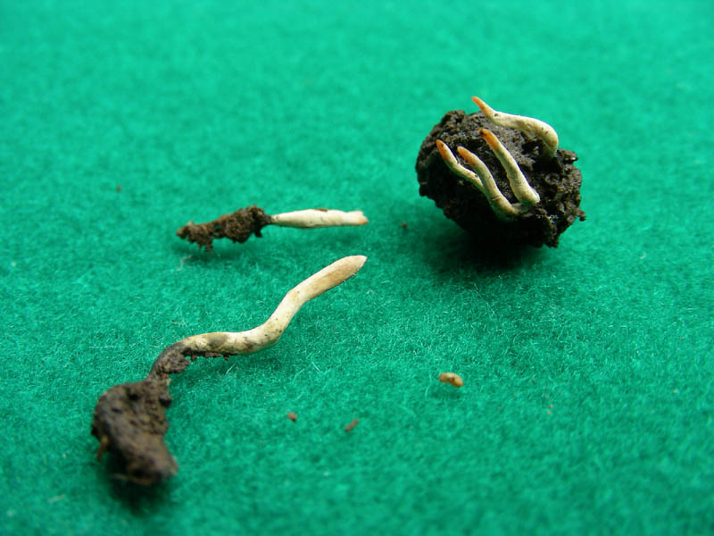 Ritrovamenti del 04.05.2010.