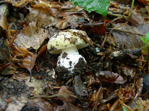 Funghi fotog. il 28.04.09.