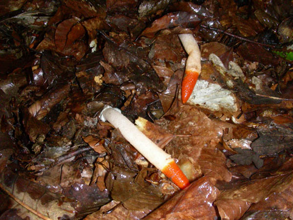 Funghi fotog. il 28.04.09.