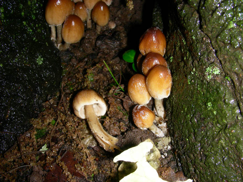 Coprinus domesticus?fotog.il 7.05.2010.