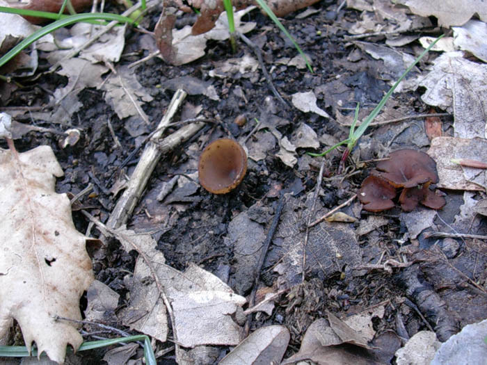 Sclerotinia tuberosa? o sono funghi diversi.