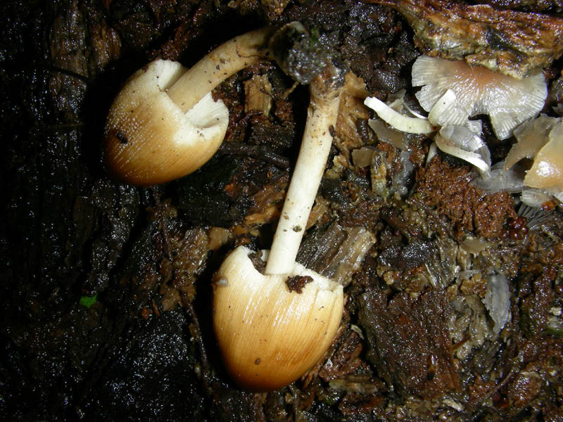 Coprinus domesticus?fotog.il 7.05.2010.