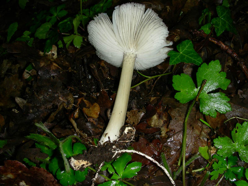 Megacollybia platyphylla?fotog.il 7.05.2010.