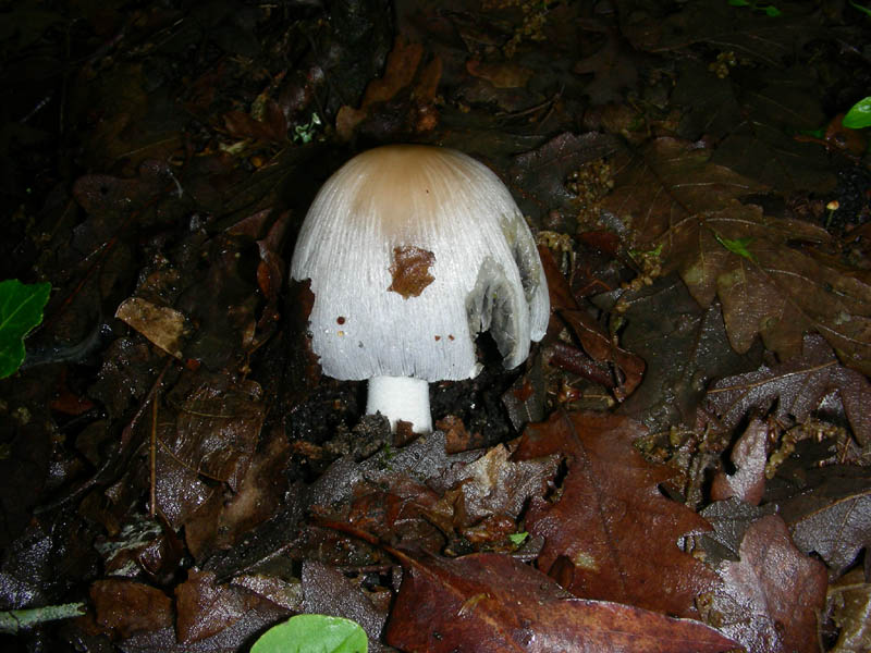 Coprinus atramentarius?fotog.il 7.05.2010.
