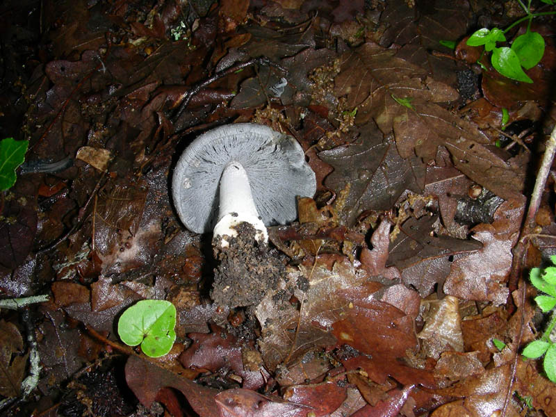 Coprinus atramentarius?fotog.il 7.05.2010.