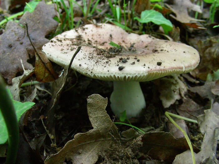 3 Primizie fotog.05.05.09.