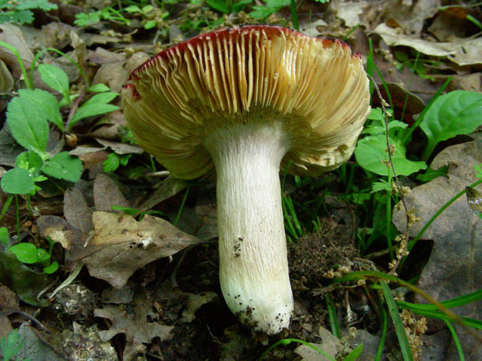 3 Primizie fotog.05.05.09.