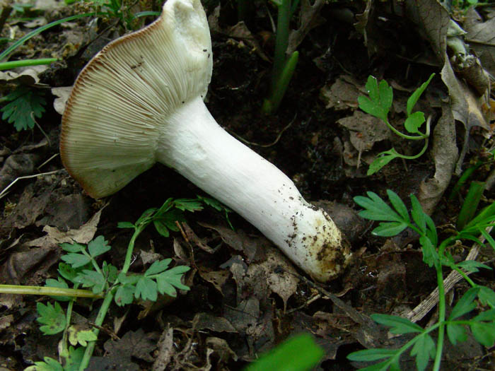 3 Primizie fotog.05.05.09.