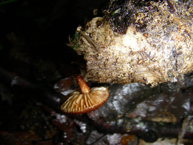 Altro ritrovamento 11.05.2010