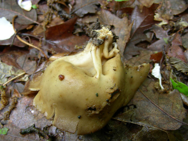 Da determinare fotog.11.05.2010.