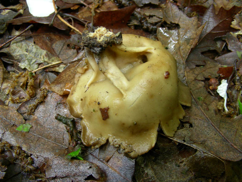 Da determinare fotog.11.05.2010.