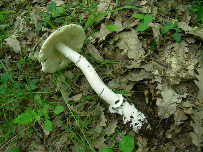 Amanita fotog.09.05.09.