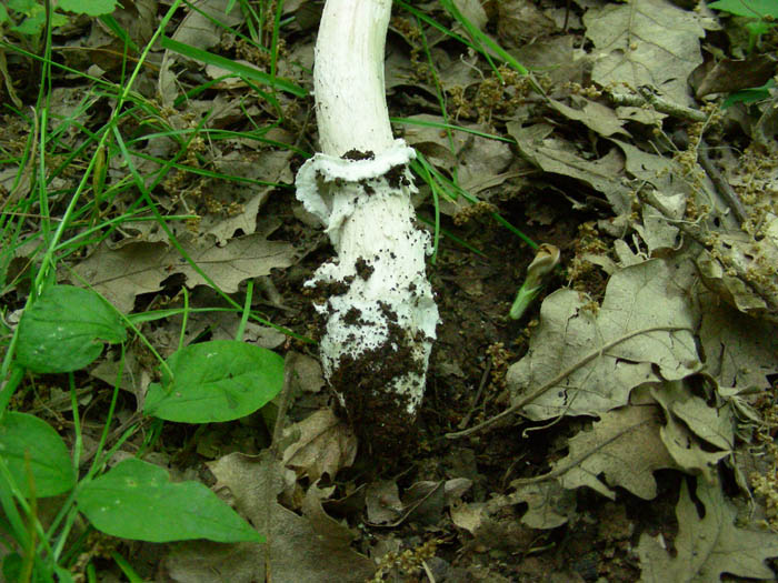 Amanita fotog.09.05.09.