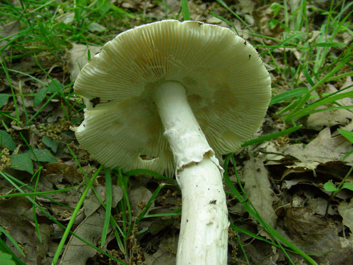 Amanita fotog.09.05.09.