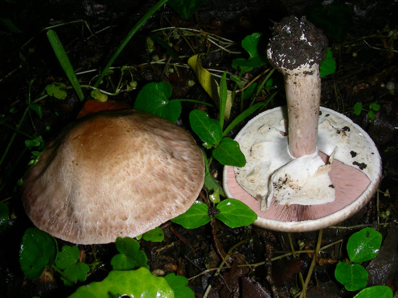 Altro Agaricus fotog. il 14.05.2010.