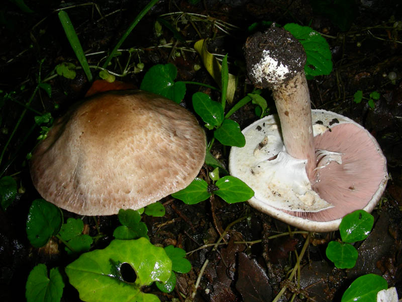Altro Agaricus fotog. il 14.05.2010.